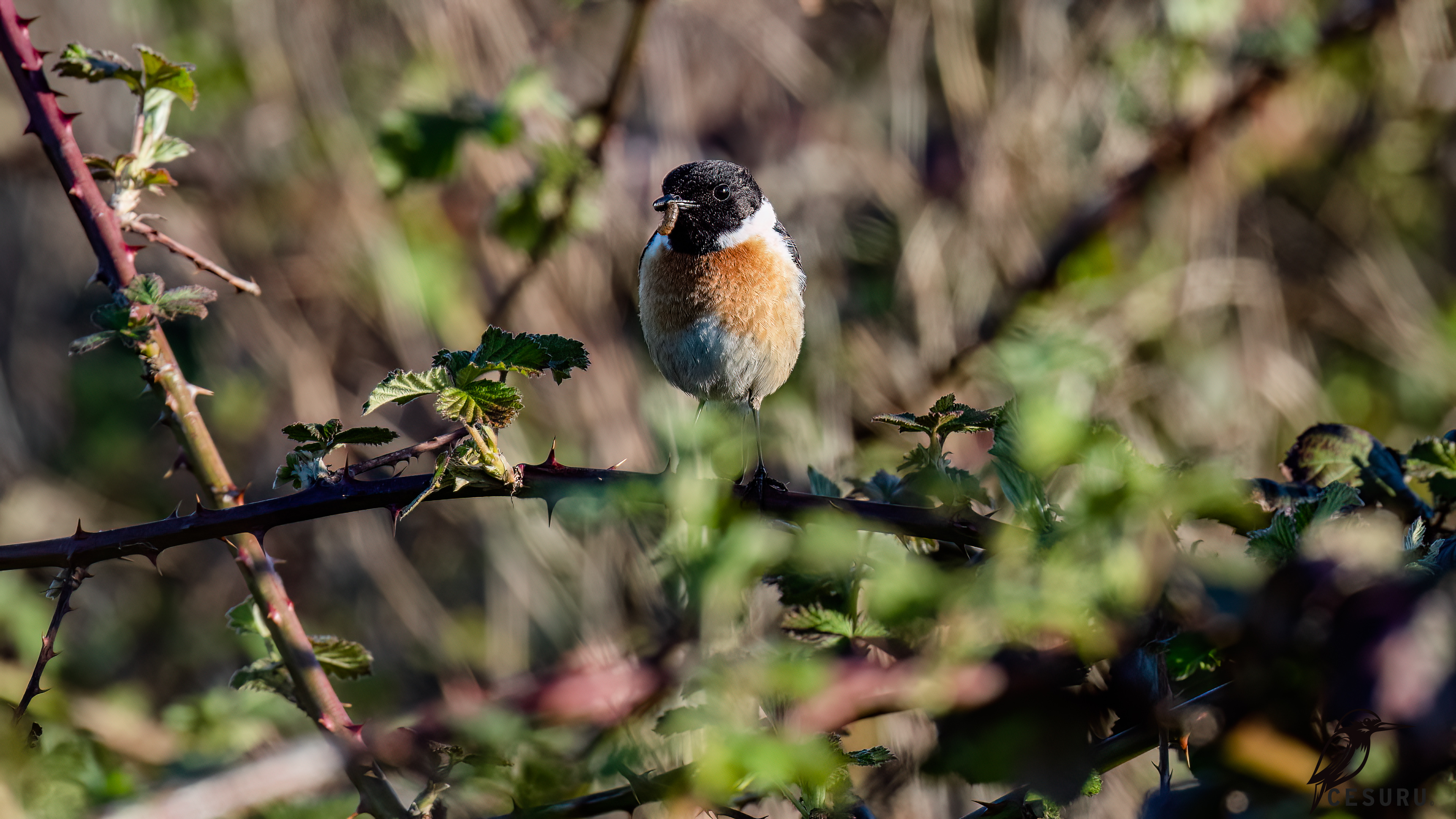 European Stonechat